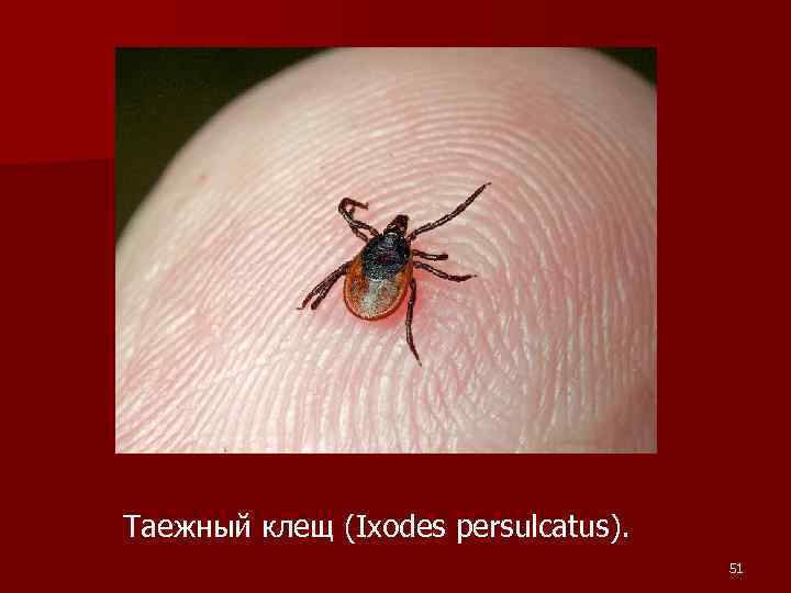 Таежный клещ (Ixodes persulcatus). 51 