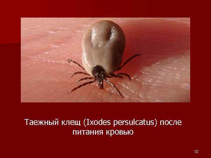 Таежный клещ (Ixodes persulcatus) после питания кровью 52 