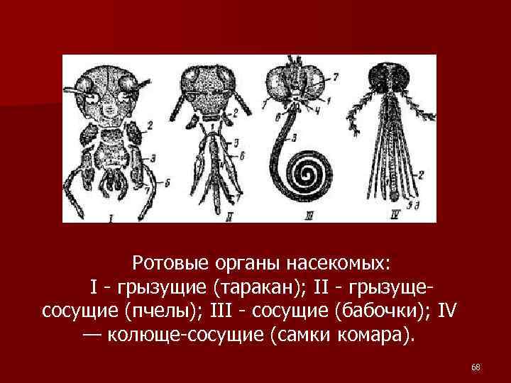 Ротовые органы насекомых: I - грызущие (таракан); II - грызущесосущие (пчелы); III - сосущие