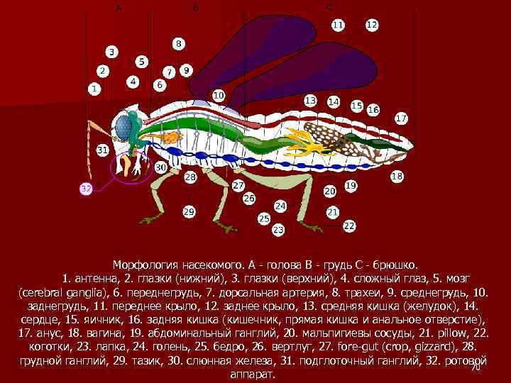 Морфология насекомого. A - голова B - грудь C - брюшко. 1. антенна, 2.