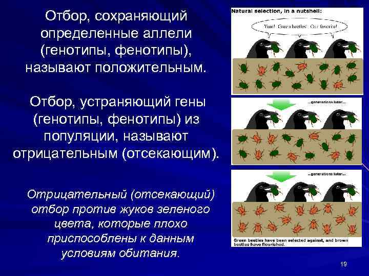 Стабилизирующий отбор генотип. Естественный отбор это в биологии. Отборы в биологии. Отрицательный естественный отбор.