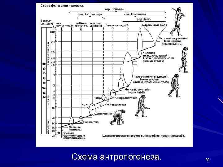 Схема антропогенеза. 83 