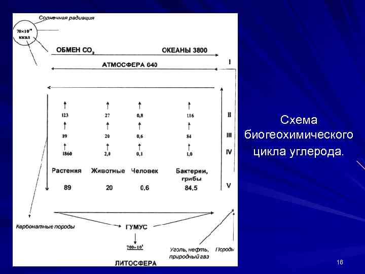 Схема биогеохимического цикла углерода. 16 
