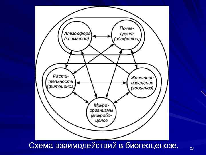 Схема взаимодействий в биогеоценозе. 23 