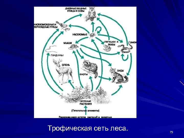 Трофическая сеть леса. 75 