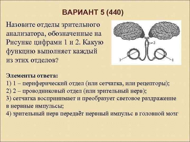 Назовите структуры обозначенные цифрами. Отделы зрительного анализатора. Перечислите отделы зрительного анализатора. Назовите отдела зрительного анадизаьлра. Функции отделов зрительного анализатора.