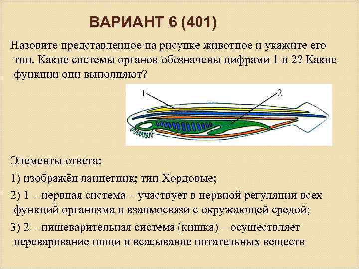 ВАРИАНТ 6 (401) Назовите представленное на рисунке животное и укажите его тип. Какие системы