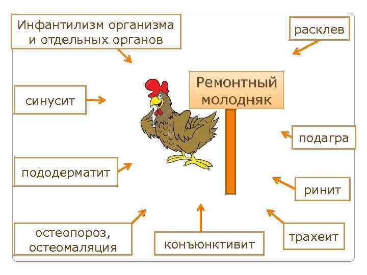 Инфантилизм организма и отдельных органов синусит расклев Ремонтный молодняк подагра пододерматит ринит остеопороз, остеомаляция