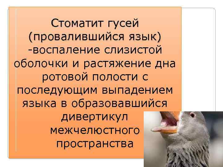 Стоматит гусей (провалившийся язык) -воспаление слизистой оболочки и растяжение дна ротовой полости с последующим