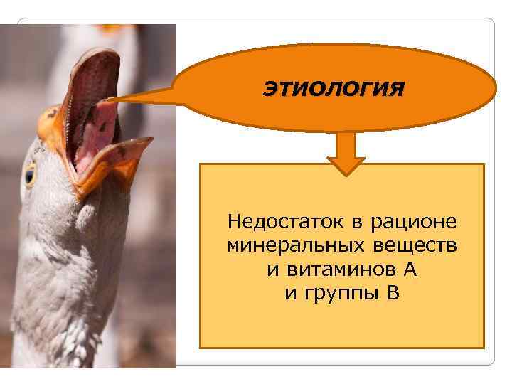 ЭТИОЛОГИЯ Недостаток в рационе минеральных веществ и витаминов А и группы В 