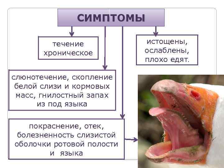 СИМПТОМЫ течение хроническое слюнотечение, скопление белой слизи и кормовых масс, гнилостный запах из под