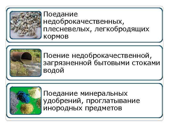 Поедание недоброкачественных, плесневелых, легкобродящих кормов Поение недоброкачественной, загрязненной бытовыми стоками водой Поедание минеральных удобрений,