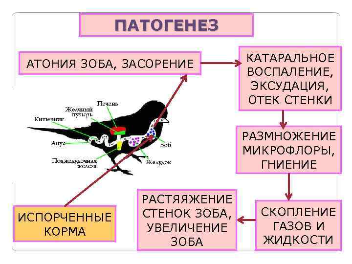 ПАТОГЕНЕЗ АТОНИЯ ЗОБА, ЗАСОРЕНИЕ КАТАРАЛЬНОЕ ВОСПАЛЕНИЕ, ЭКСУДАЦИЯ, ОТЕК СТЕНКИ РАЗМНОЖЕНИЕ МИКРОФЛОРЫ, ГНИЕНИЕ ИСПОРЧЕННЫЕ КОРМА