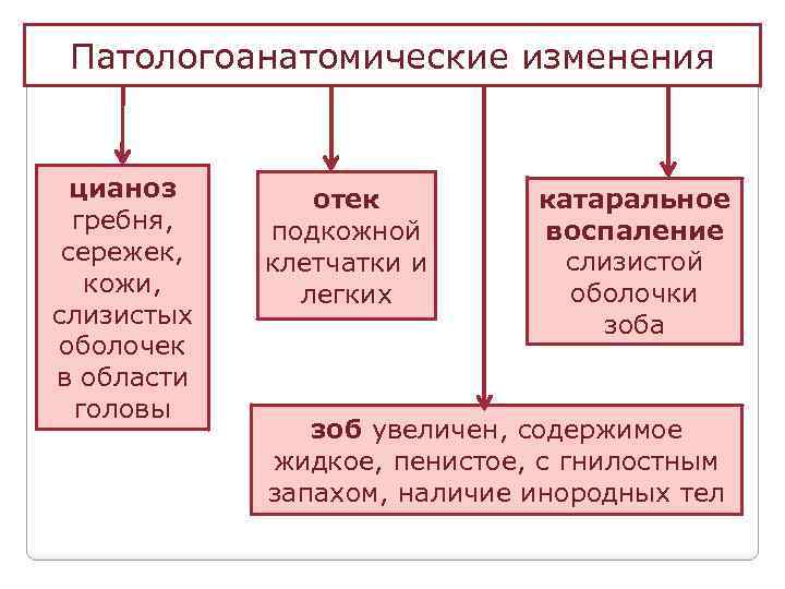 Патологоанатомические изменения цианоз гребня, сережек, кожи, слизистых оболочек в области головы отек подкожной клетчатки