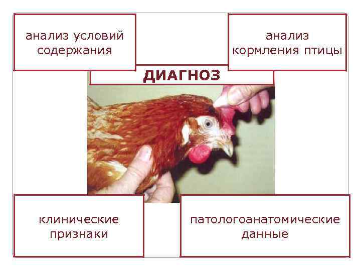 анализ условий содержания анализ кормления птицы ДИАГНОЗ клинические признаки патологоанатомические данные 