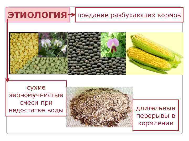 ЭТИОЛОГИЯ сухие зерномучнистые смеси при недостатке воды поедание разбухающих кормов длительные перерывы в кормлении