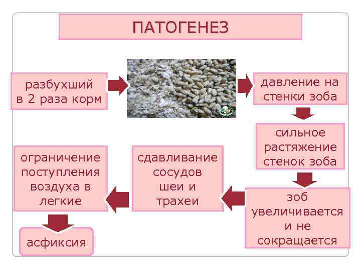 ПАТОГЕНЕЗ давление на стенки зоба разбухший в 2 раза корм ограничение поступления воздуха в