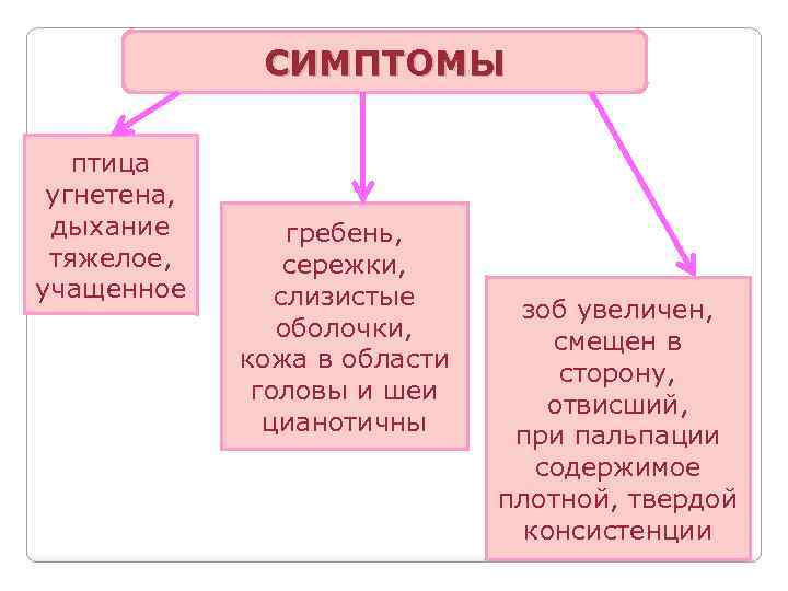 СИМПТОМЫ птица угнетена, дыхание тяжелое, учащенное гребень, сережки, слизистые оболочки, кожа в области головы