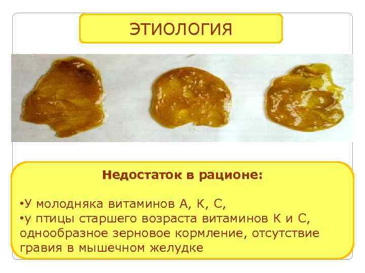 ЭТИОЛОГИЯ Недостаток в рационе: • У молодняка витаминов А, К, С, • у птицы