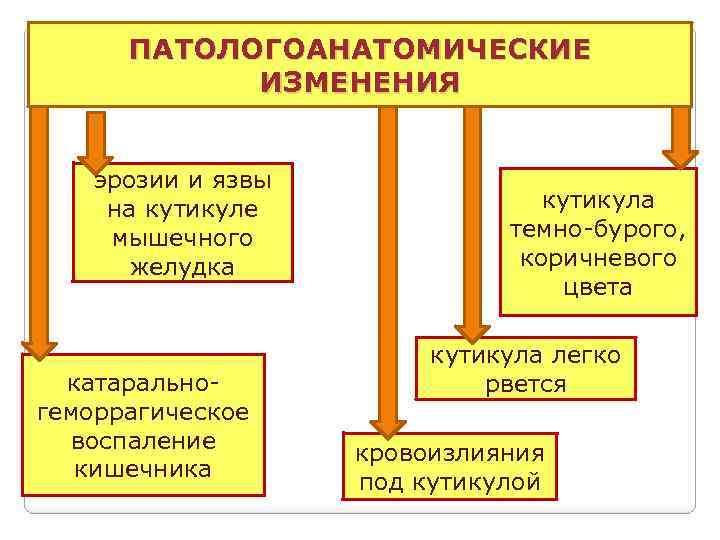 ПАТОЛОГОАНАТОМИЧЕСКИЕ ИЗМЕНЕНИЯ эрозии и язвы на кутикуле мышечного желудка катаральногеморрагическое воспаление кишечника кутикула темно-бурого,