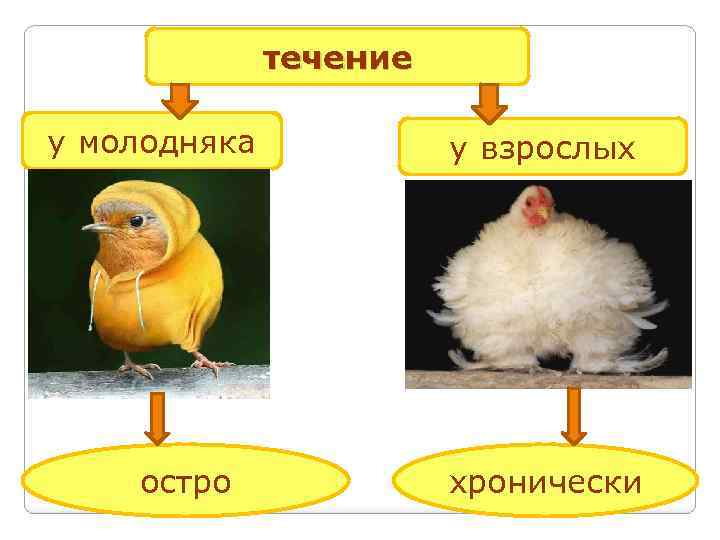 течение у молодняка остро у взрослых хронически 