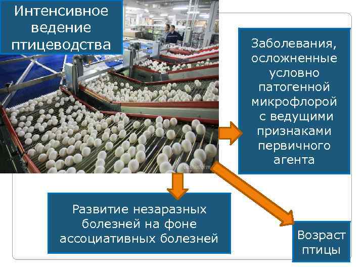 Интенсивное ведение птицеводства Развитие незаразных болезней на фоне ассоциативных болезней Заболевания, осложненные условно патогенной