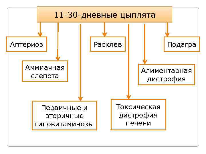 11 -30 -дневные цыплята Аптериоз Расклев Аммиачная слепота Первичные и вторичные гиповитаминозы Подагра Алиментарная