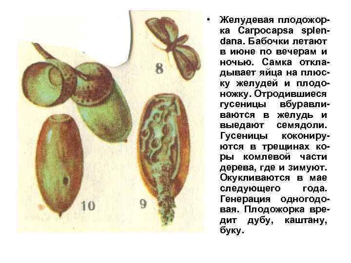  • Желудевая плодожорка Carpocapsa splendana. Бабочки летают в июне по вечерам и ночью.