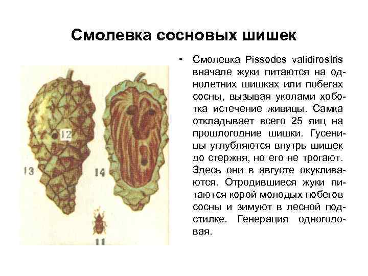 Смолевка сосновых шишек • Смолевка Pissodes validirostris вначале жуки питаются на однолетних шишках или