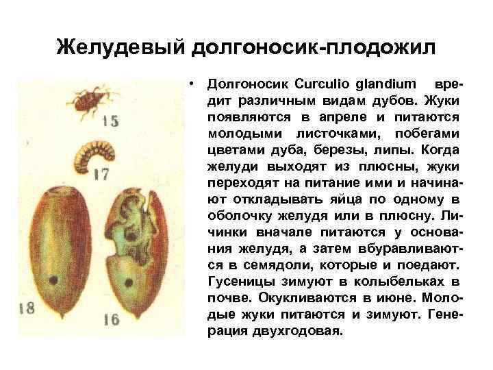 Желудевый долгоносик-плодожил • Долгоносик Curculio glandium вредит различным видам дубов. Жуки появляются в апреле