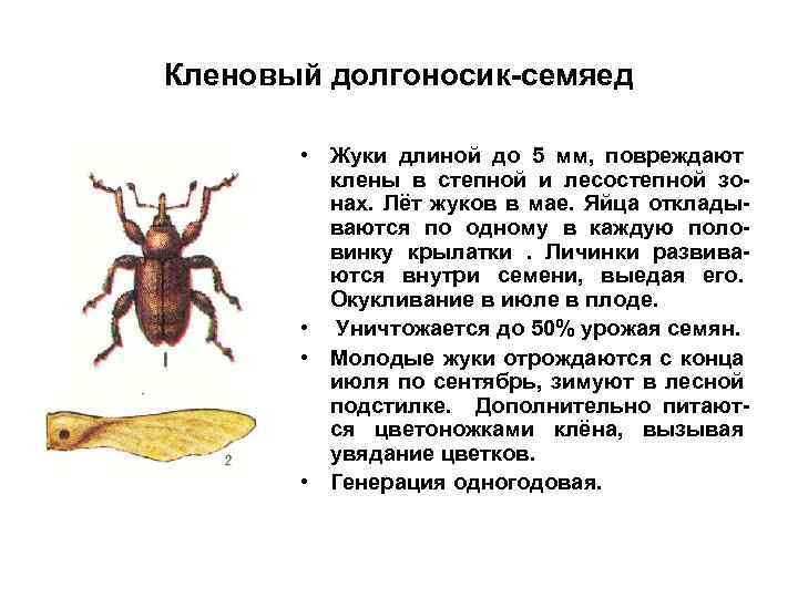 Кленовый долгоносик-семяед • Жуки длиной до 5 мм, повреждают клены в степной и лесостепной