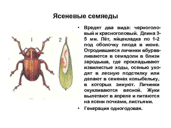 Ясеневые семяеды • Вредят два вида: черноголовый и красноголовый. Длина 35 мм. Лёт, яйцекладка
