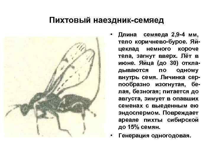 Пихтовый наездник-семяед • Длина семяеда 2, 9 -4 мм, тело коричнево-бурое. Яйцеклад немного короче