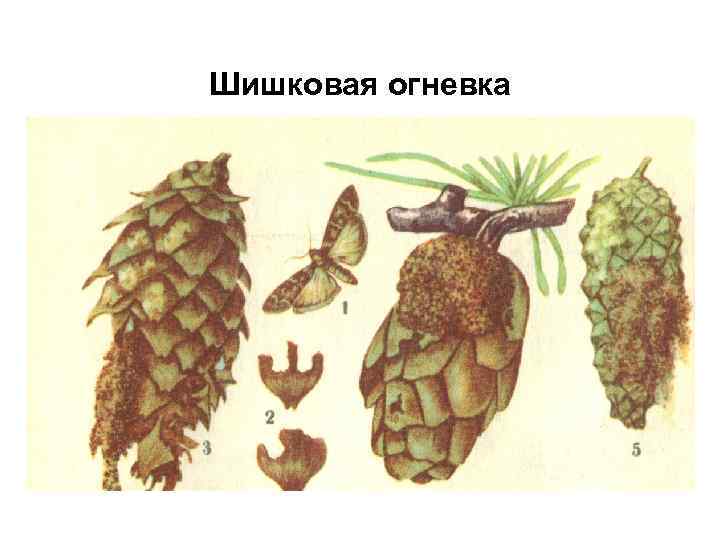 Шишковая огневка 