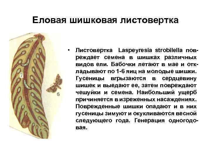 Еловая шишковая листовертка • Листовертка Laspeyresia strobilella повреждает семена в шишках различных видов ели.