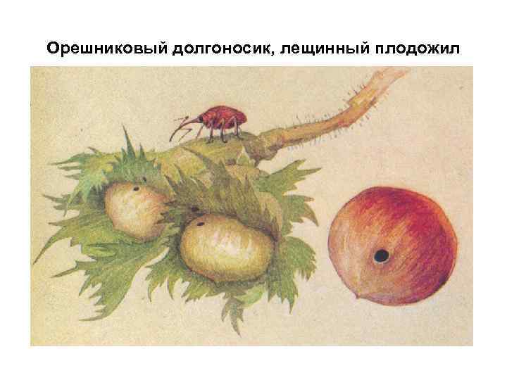 Орешниковый долгоносик, лещинный плодожил 