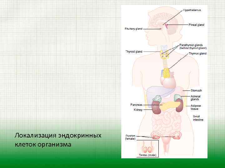 Локализация эндокринных клеток организма 