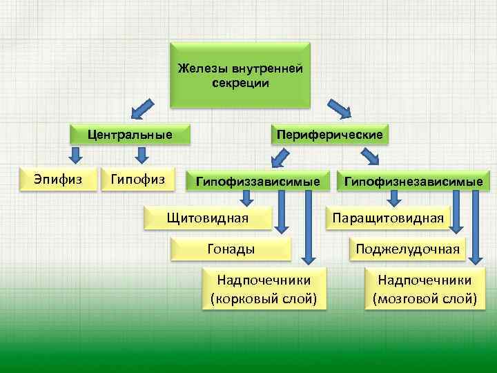 Железы внутренней секреции Центральные Эпифиз Гипофиз Периферические Гипофиззависимые Щитовидная Гонады Надпочечники (корковый слой) Гипофизнезависимые
