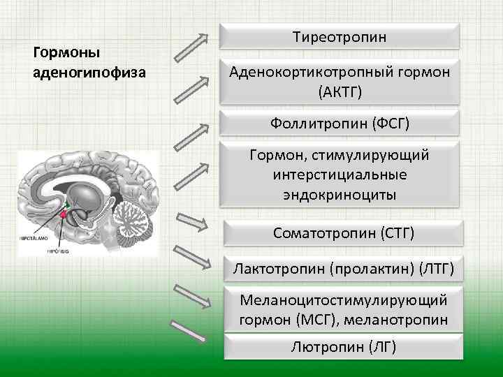 Гормоны аденогипофиза Тиреотропин Аденокортикотропный гормон (АКТГ) Фоллитропин (ФСГ) Гормон, стимулирующий интерстициальные эндокриноциты Соматотропин (СТГ)