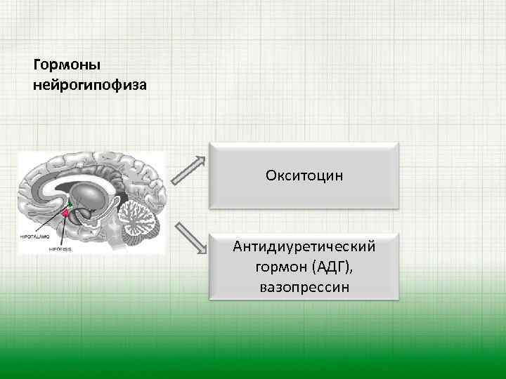 На рисунке схематично изображено гуморальное влияние гипофиза на функционирование щитовидной железы