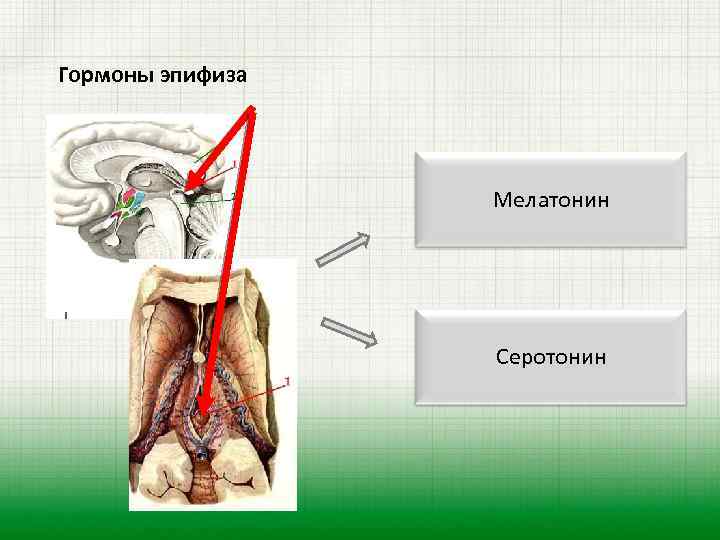 Эпифиз гормоны. Гормоны эпифиза. Гормоны эпифиза и их роль. Гормональная функция эпифиза. Физиологическая роль гормонов эпифиза.