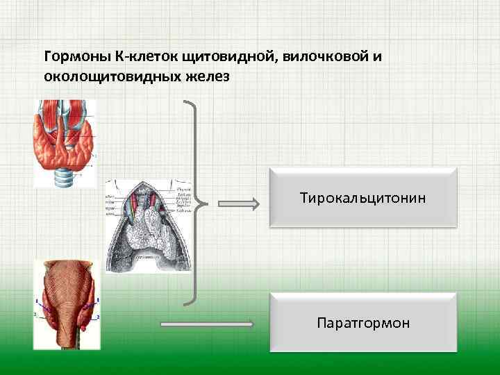 Гормоны К-клеток щитовидной, вилочковой и околощитовидных желез Тирокальцитонин Паратгормон 