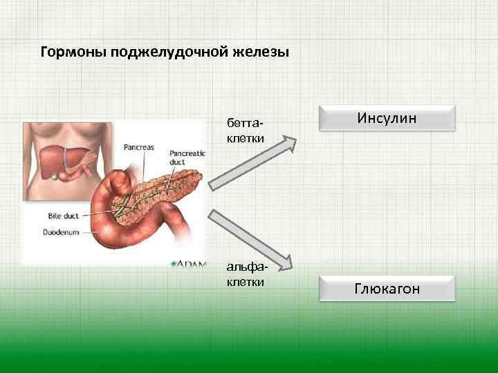 Рисунок на котором изображена железа вырабатывающая гормон адреналин