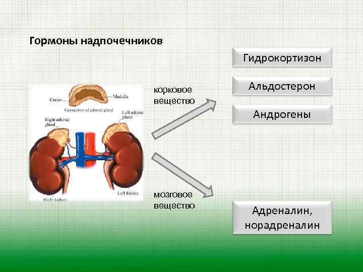 Надпочечники количество