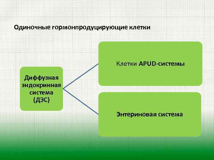Одиночные гормонпродуцирующие клетки Клетки APUD-системы Диффузная эндокринная система (ДЭС) Энтериновая система 
