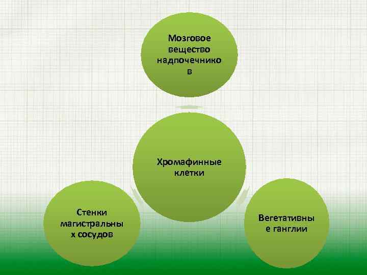 Мозговое вещество надпочечнико в Хромафинные клетки Стенки магистральны х сосудов Вегетативны е ганглии 