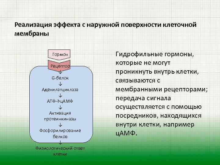 Реализация эффекта с наружной поверхности клеточной мембраны Гормон Рецептор ↓ G-белок ↓ Аденилатциклаза ↓