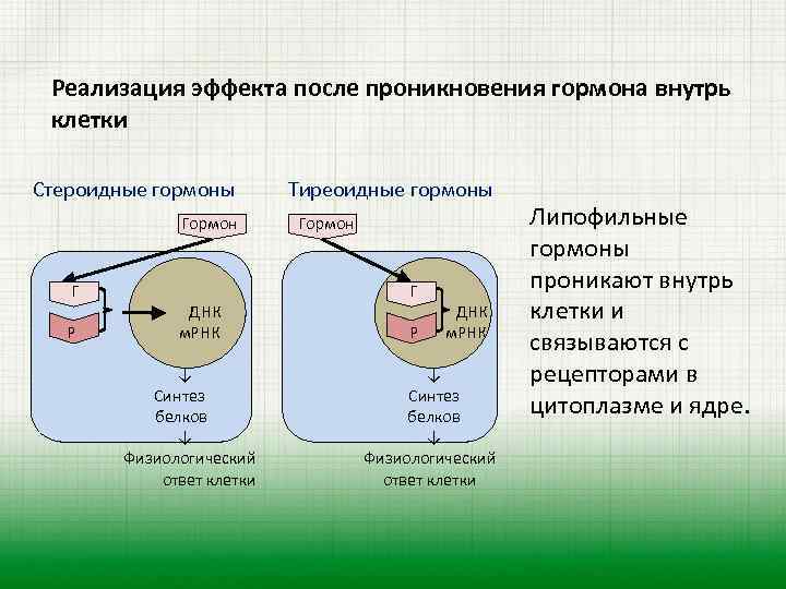 Гормон клетка. 1. Механизм действия гормонов, проникающих внутрь клетки.. Реализация эффекта после проникновения гормона внутрь клетки. Какие гормоны проникают внутрь клетки. Гормоны проникают внутрь клетки проникают.