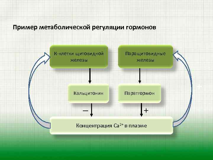 Пример метаболической регуляции гормонов К-клетки щитовидной железы Паращитовидные железы _ Кальцитонин _ Паратгормон +