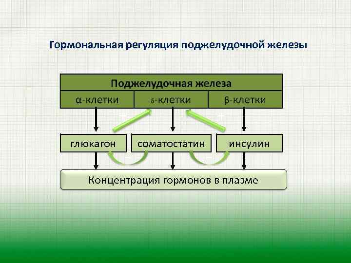 С помощью гормонов регулирует функции организма. Гормональная регуляция поджелудочной железы. Гуморальная регуляция панкреатической секреции. Соматостатин поджелудочной железы. Соматостатин поджелудочной железы функция.